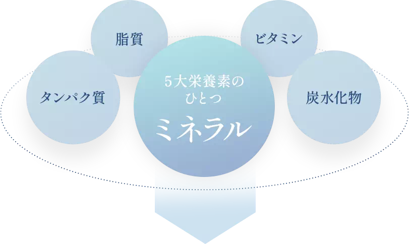 5大栄養素の一つのミネラル