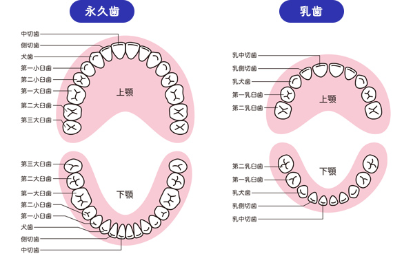 成長に合わせたアプローチ