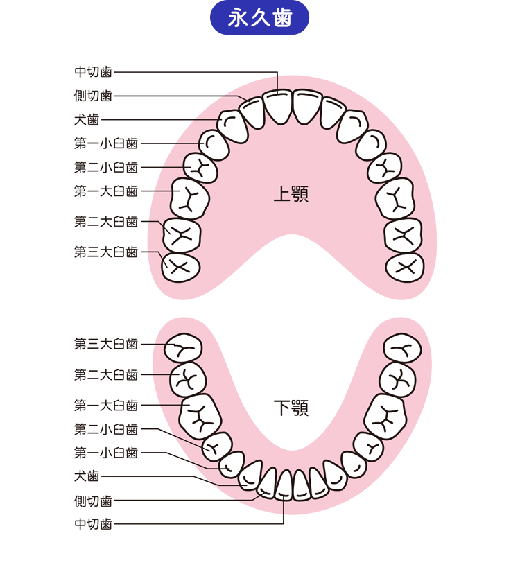 成長に合わせたアプローチ