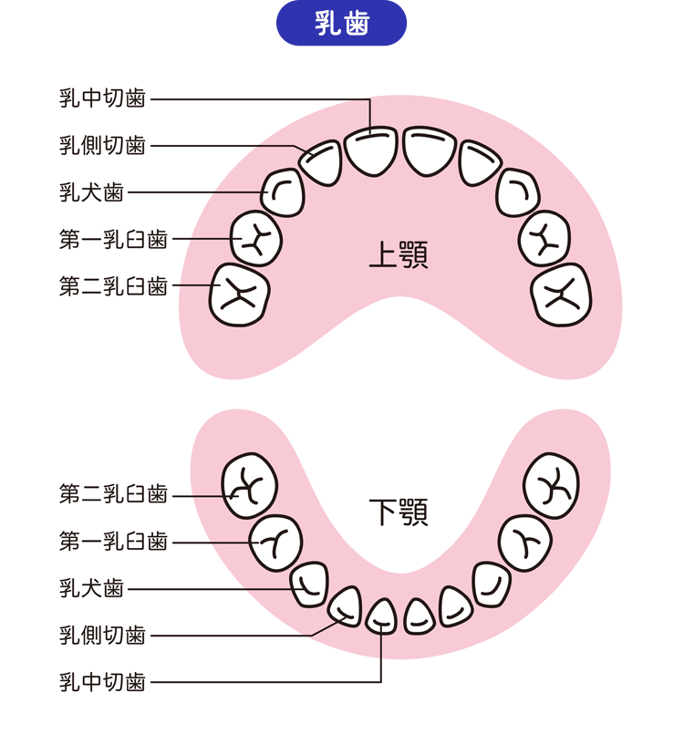 成長に合わせたアプローチ